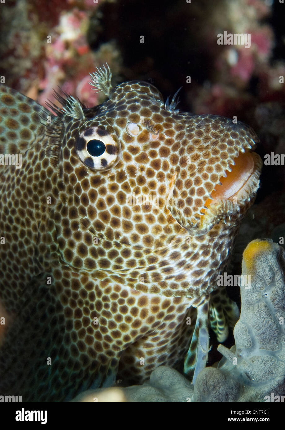 Leopard blenny (Exallias brevis) perched on coral, Fathers reef, Kimbe Bay, Papua New Guinea. Stock Photo
