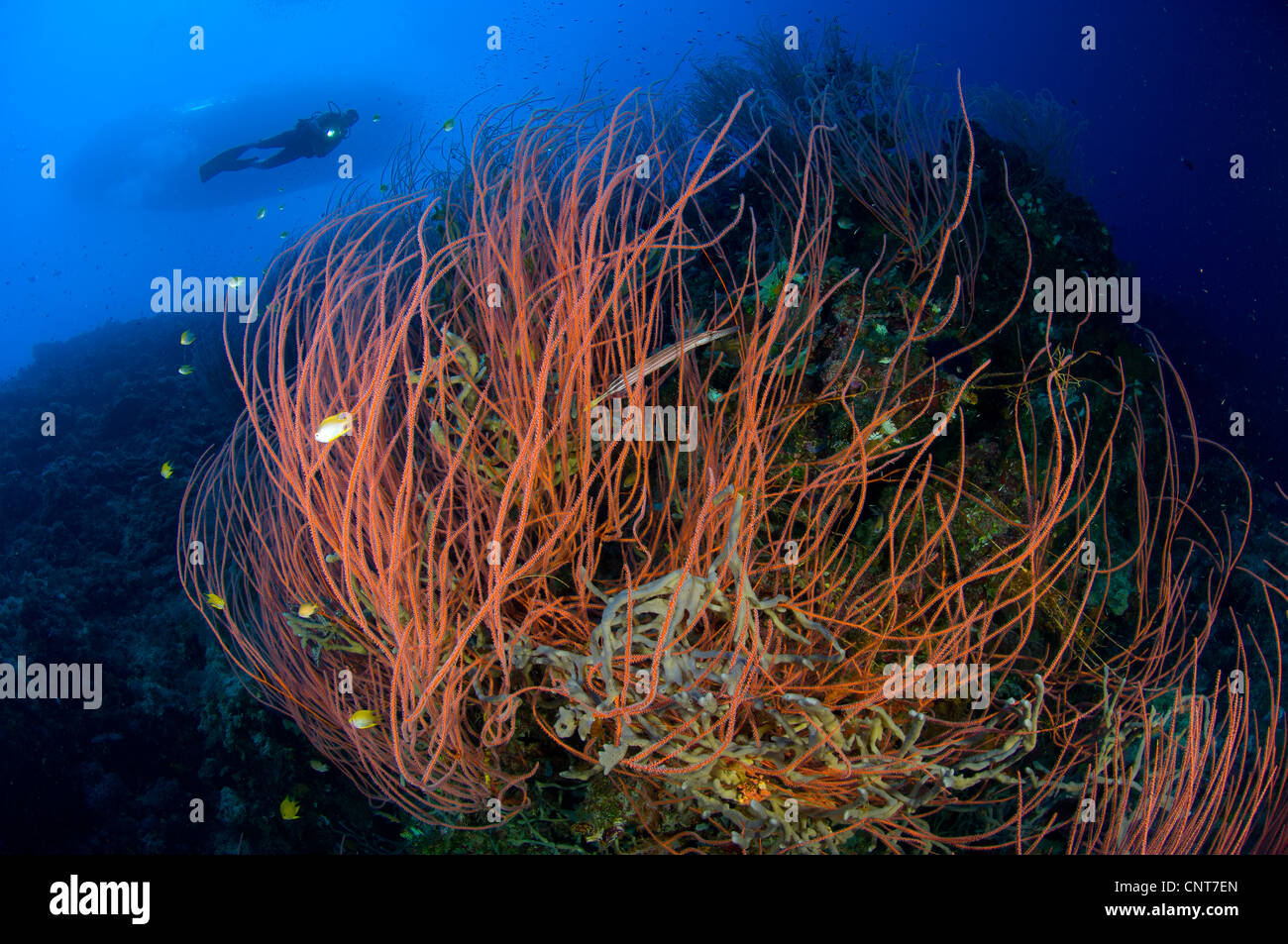 Red whip coral sea fan (Ctenocella sp.) with diver, Fathers reef, Kimbe Bay, Papua New Guinea. Stock Photo