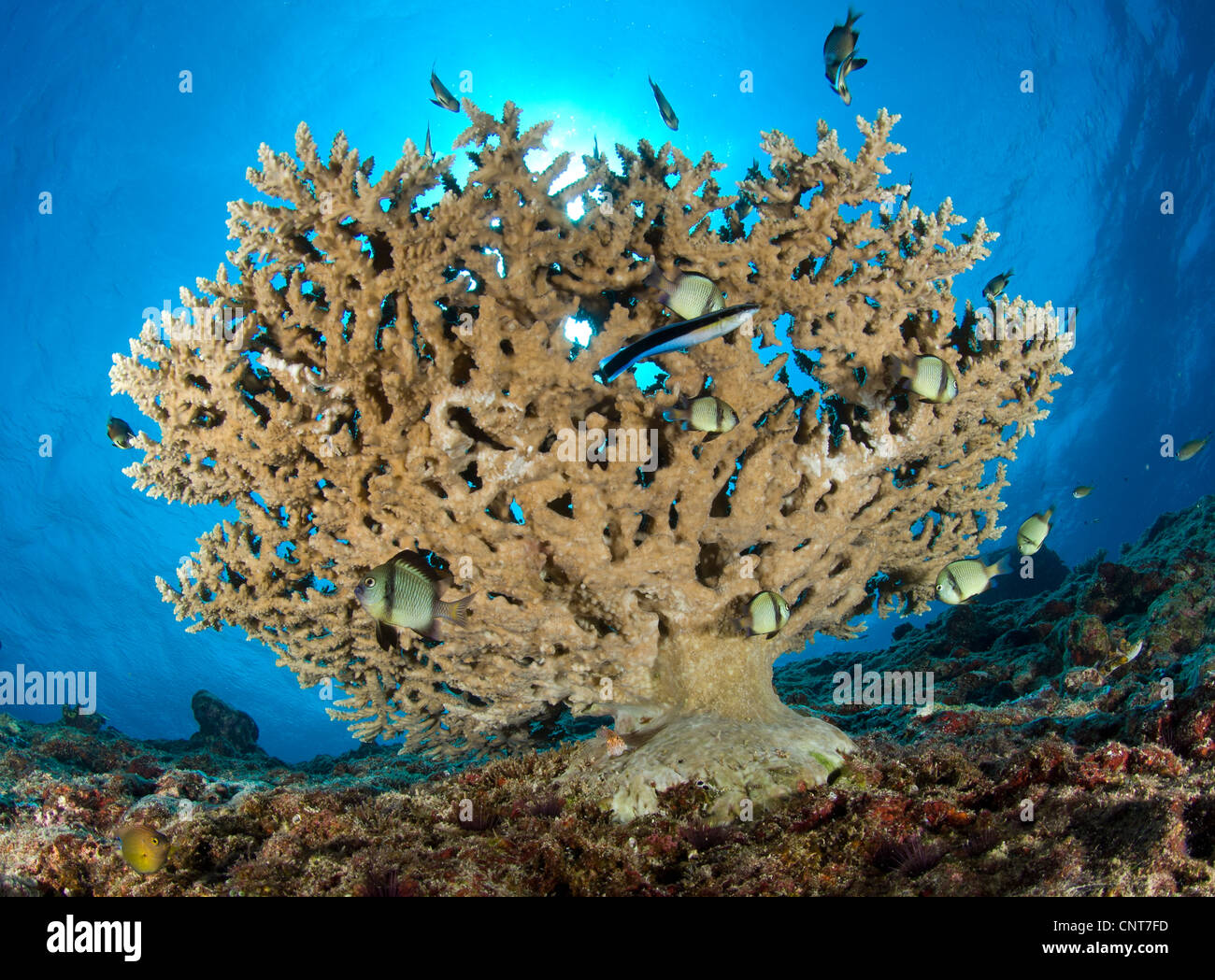 Reticulate humbugs (Dascyllus reticulatus) gather under stone coral, Fathers reef, Kimbe Bay, Papua New Guinea. Stock Photo
