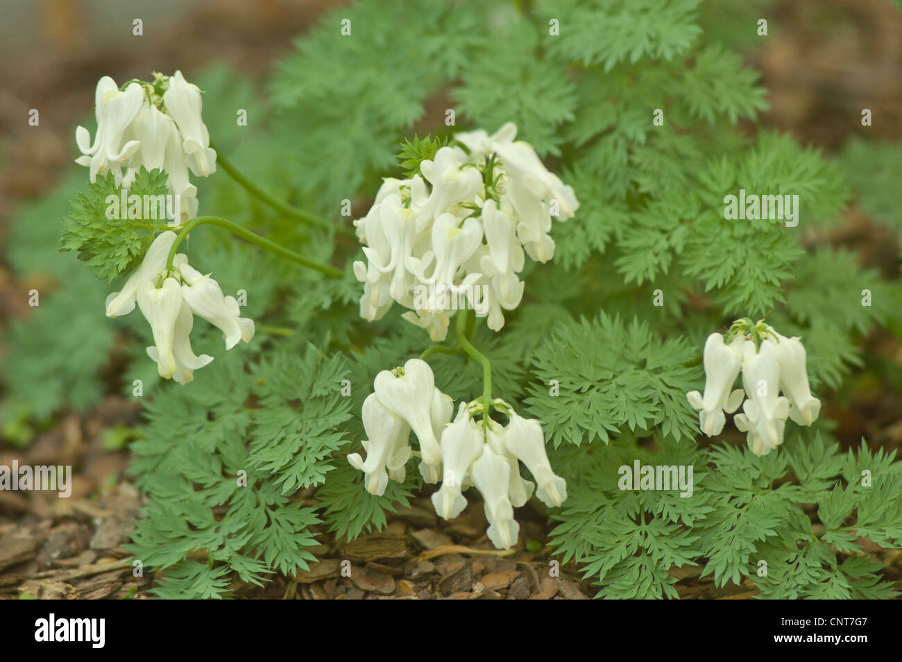 White flowers and foliage of squirrel corn, Dicentra canadensis, Fumariaceae Stock Photo