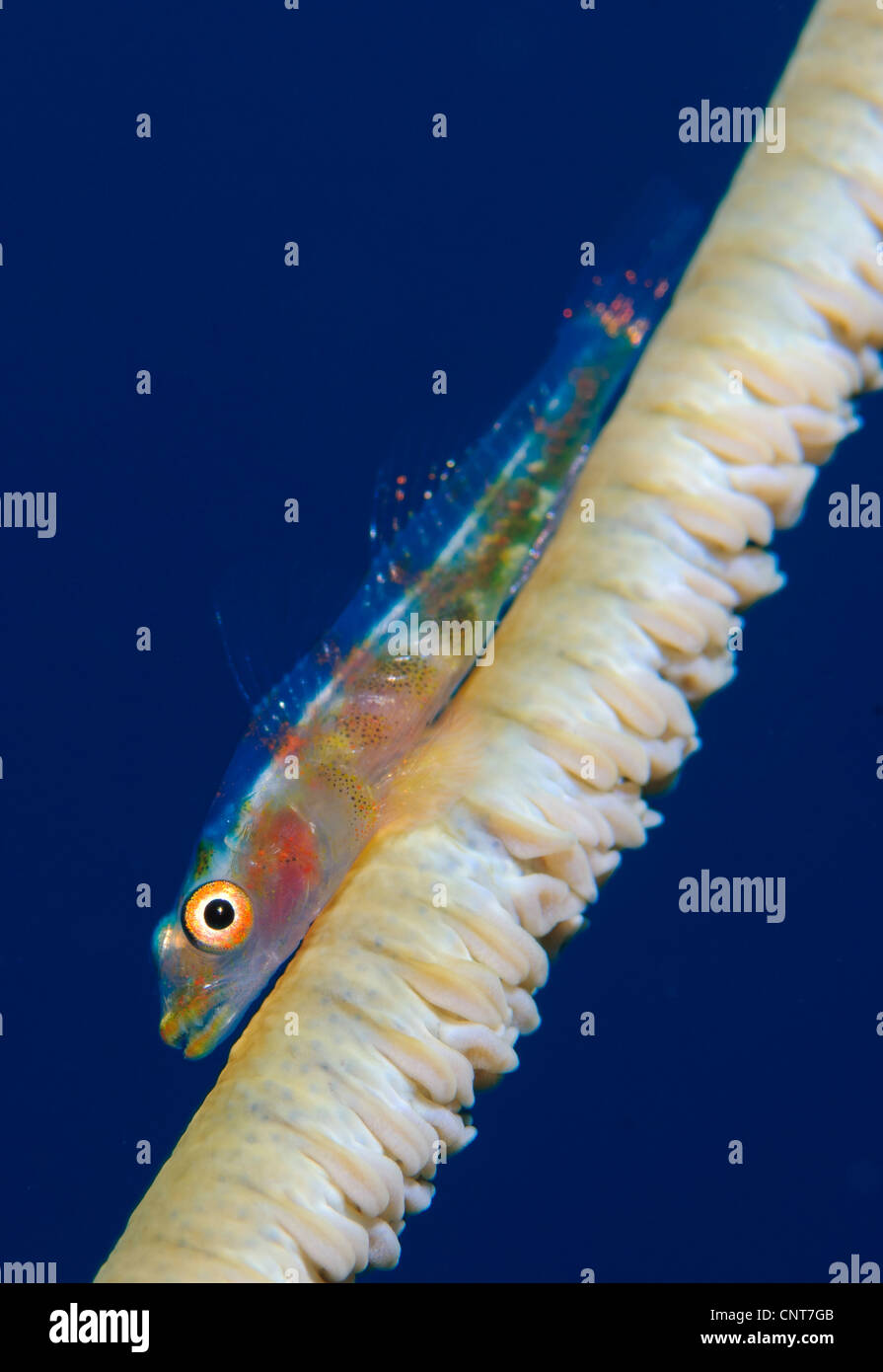 Whip-coral goby (Bryaninops yongei) on common wire coral (Cirrhipathes anguina), Solomon Islands. Stock Photo