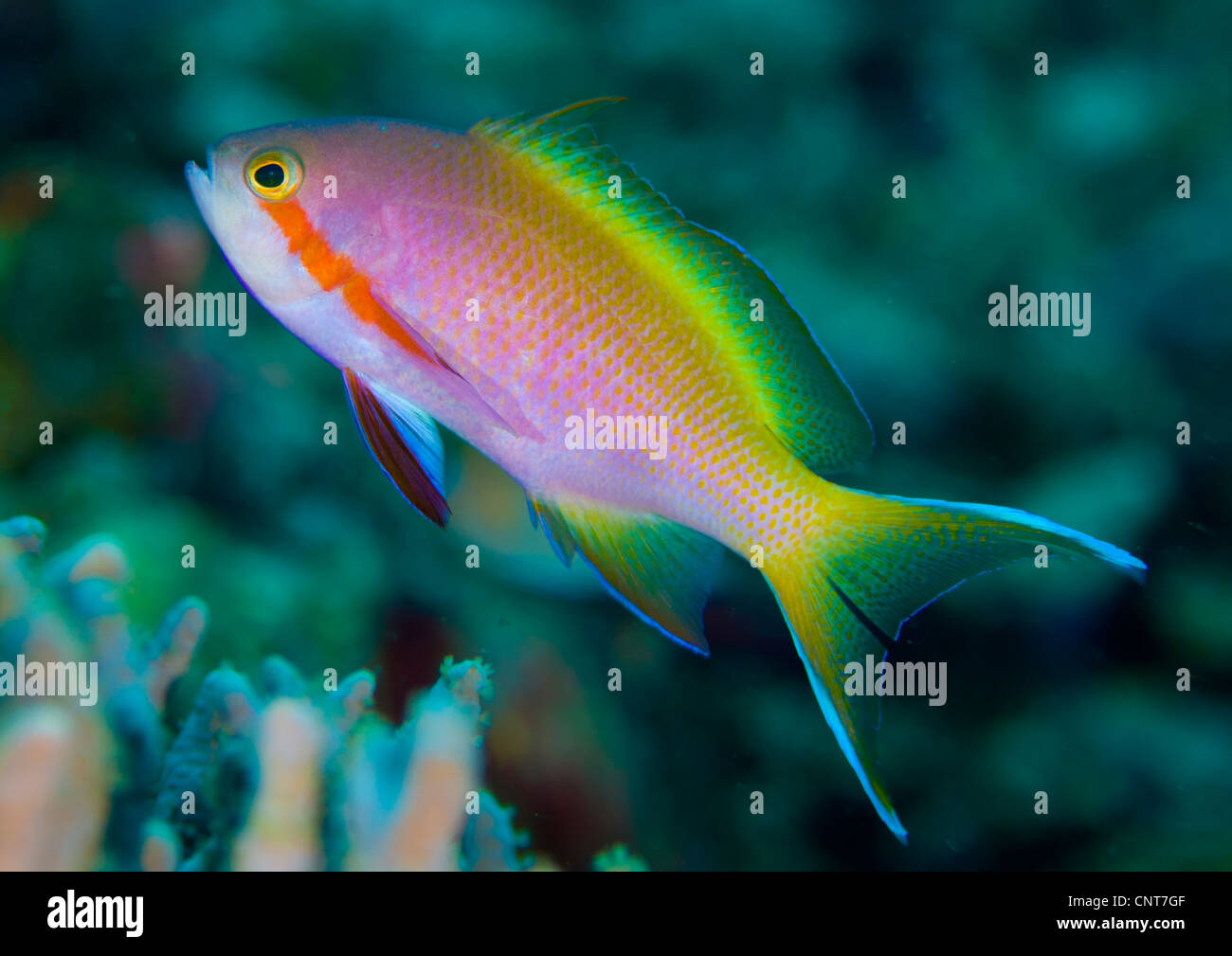 Threadfin anthias (Pseudanthias huchtii) swimming near reef, Solomon Islands Stock Photo Alamy