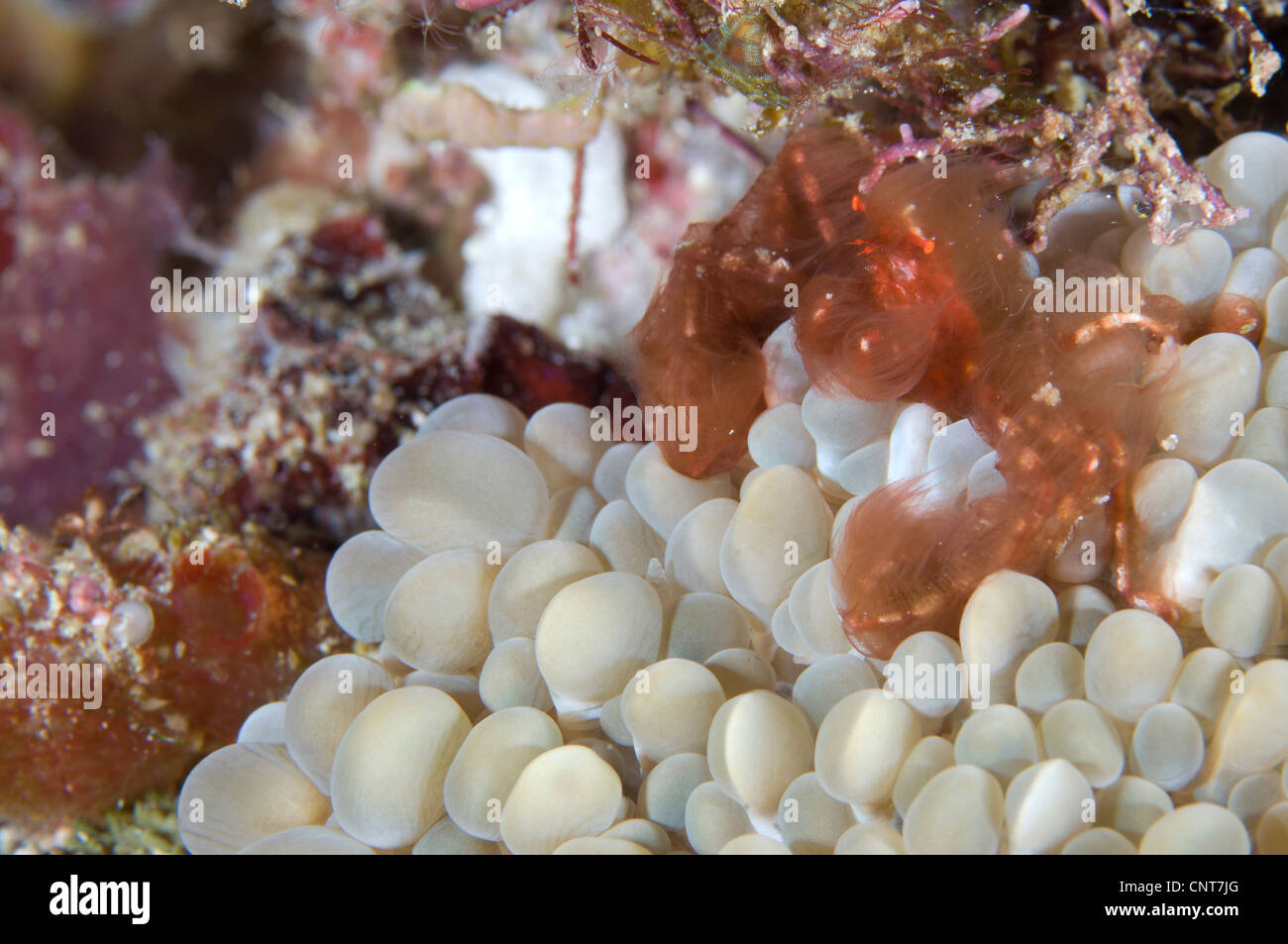 The Orang-utan decorator crab sitting on coral, Russell Islands, Solomons. Stock Photo