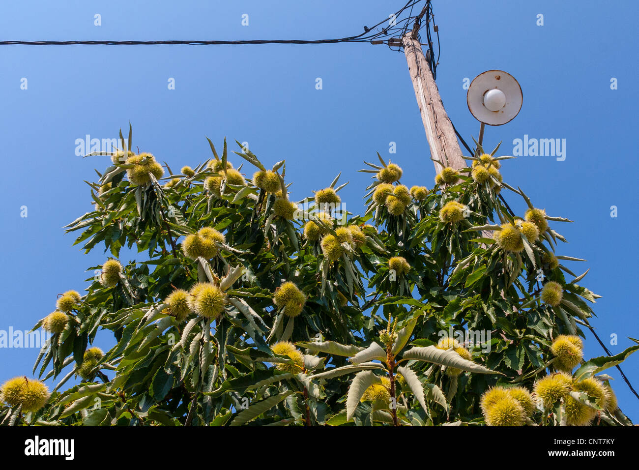 Chestnut tree with ripe seeds inside spiky cupules (calybium). Castanea