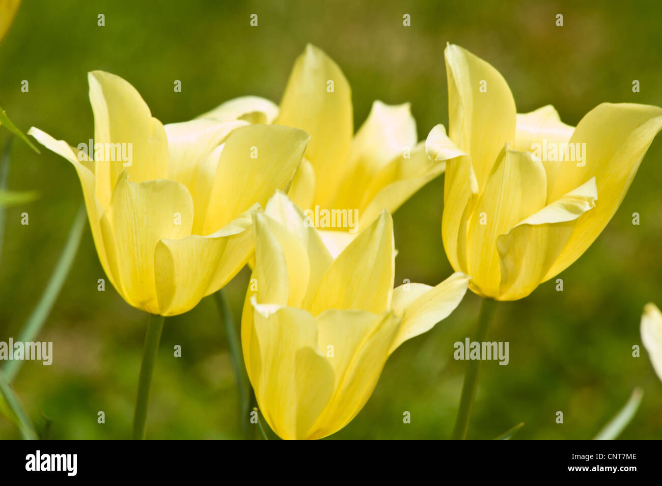Four pale yellow tulips with green background Stock Photo - Alamy