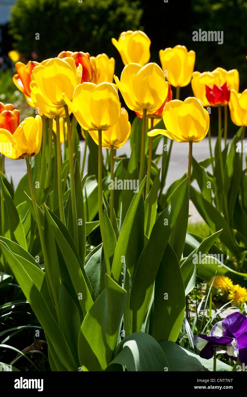 Yellow red orange tulips backlit growing in the garden Stock Photo - Alamy