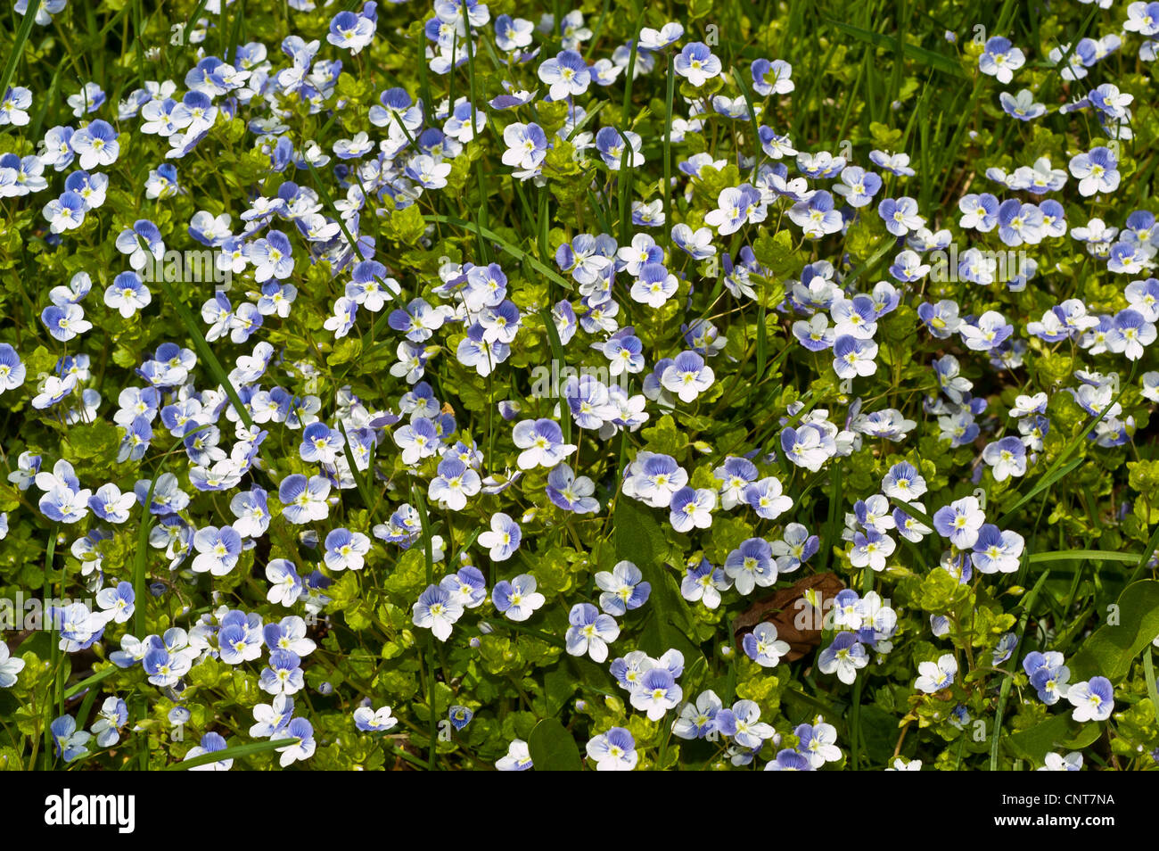 Lots of small blue flowers of Common Field Speedwell, Veronica persica ...