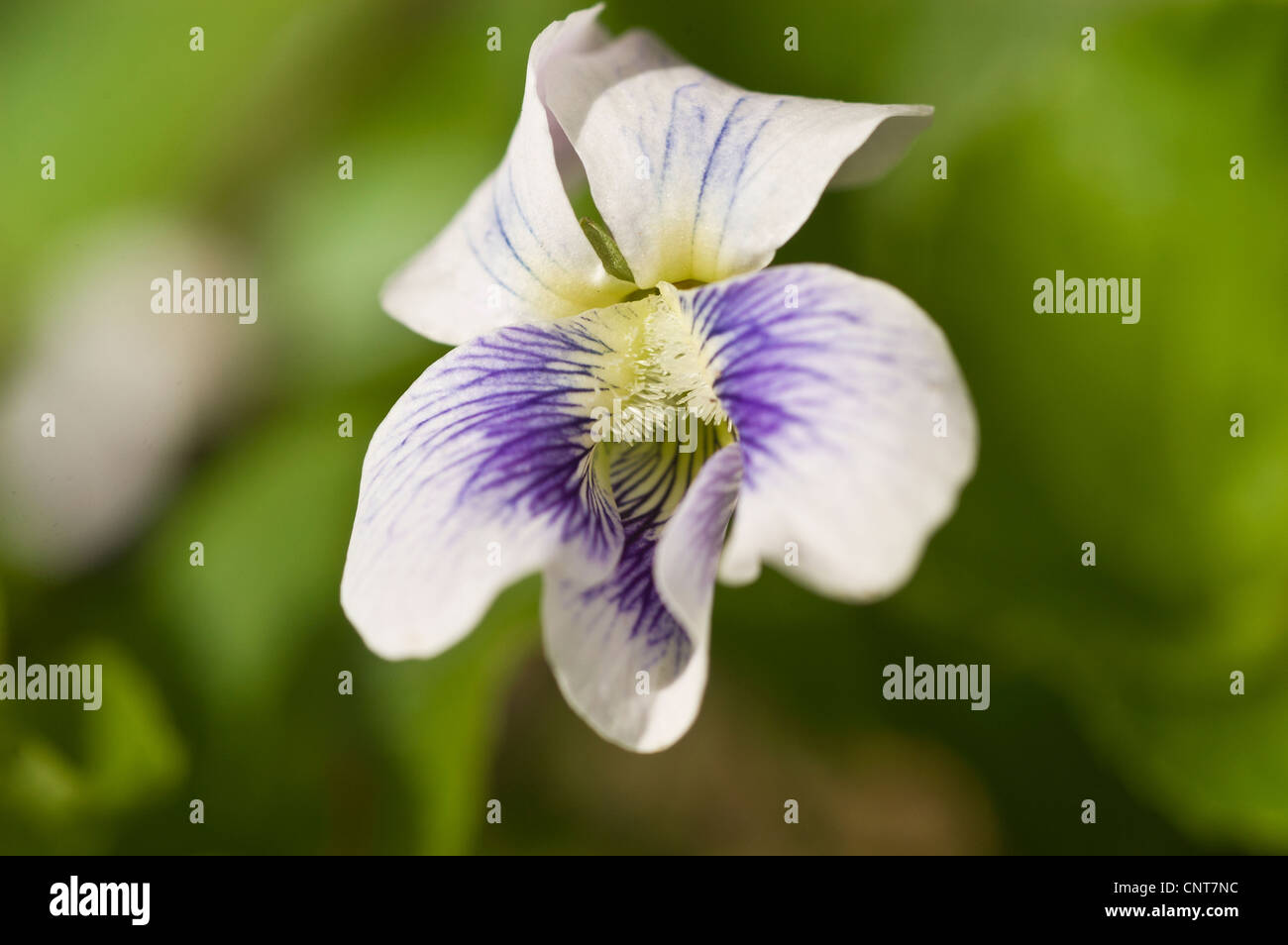 White blue flower close up of Common Blue Violet, Viola sororia, Eastern USA Stock Photo