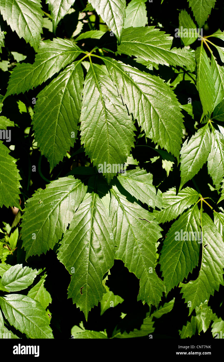 Two leaves of Virginia creeper, five-leaved ivy, or five-finger, Parthenocissus quinquefolia, USA Stock Photo