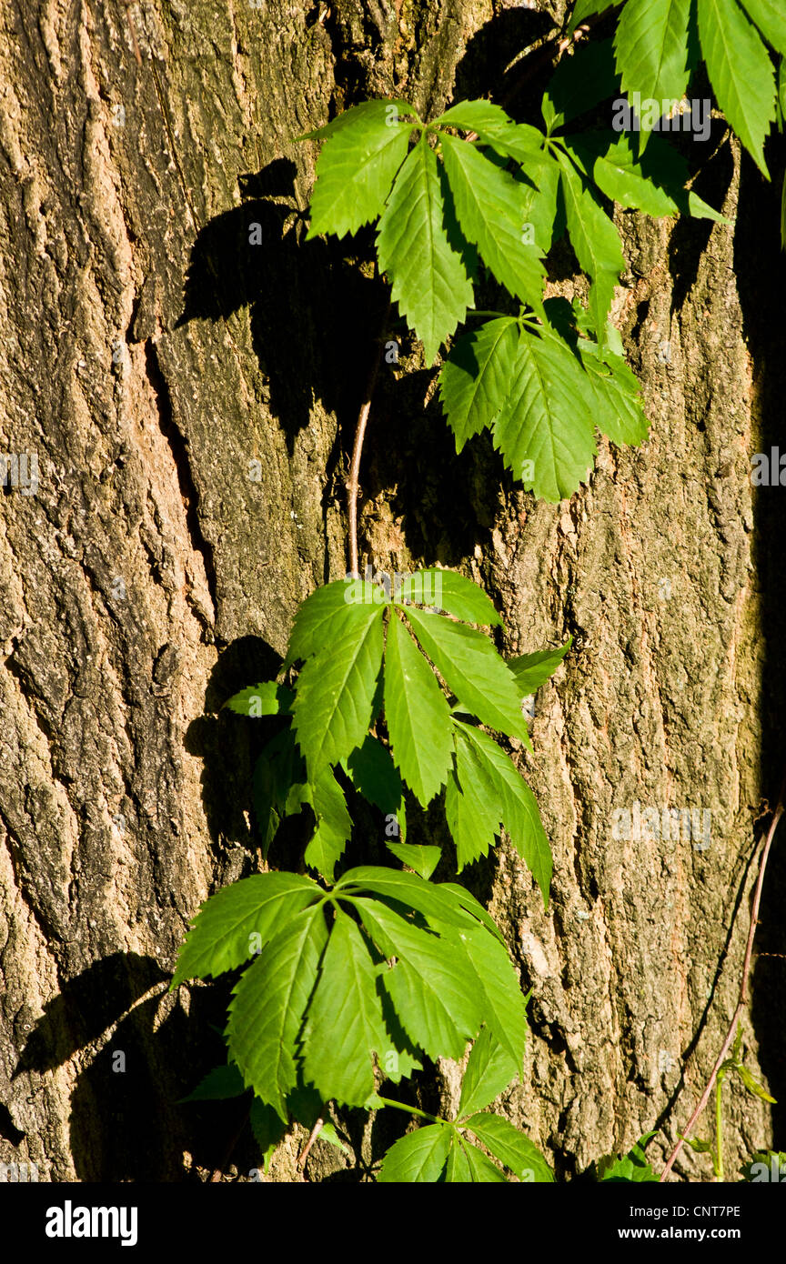 Leaves of Virginia creeper climbing over tree trunk, five-leaved ivy, or five-finger, Parthenocissus quinquefolia, USA, foliage, Stock Photo