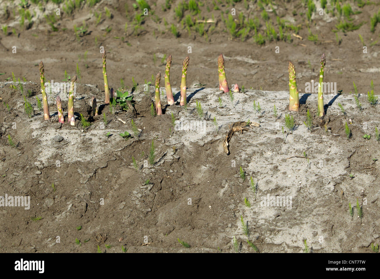 Asparagus growing in field Stock Photo Alamy