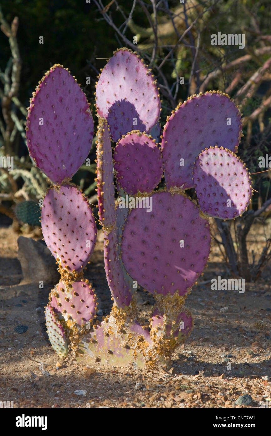 Opuntia santa-rita (Opuntia santa-rita), USA, Arizona Stock Photo