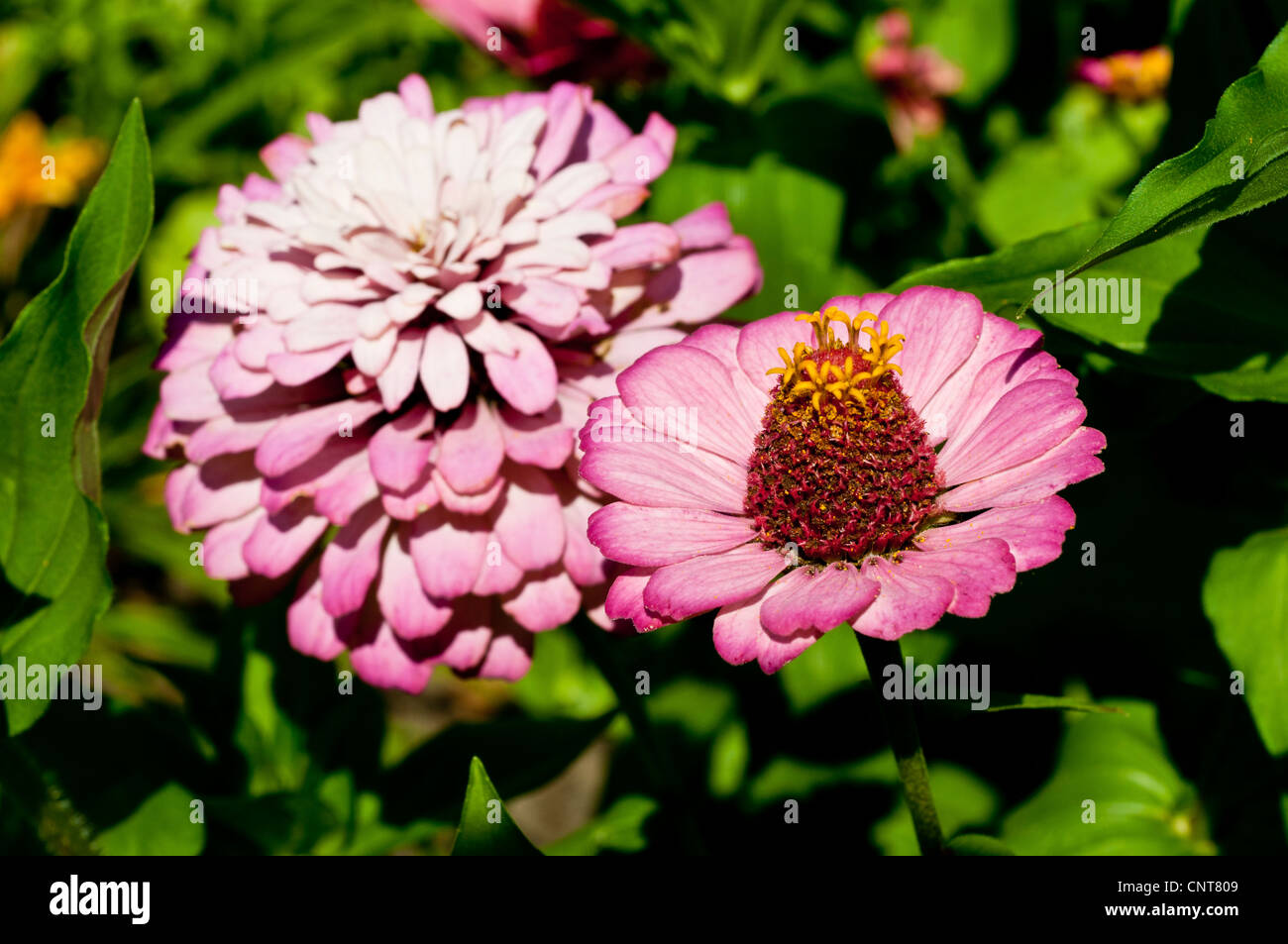 Two pink Zinnia flowers, Zinnia angustifolia and Zinnia elegans, blooming in a garden. Asteraceae cultivar petals in horticulture setting. Stock Photo