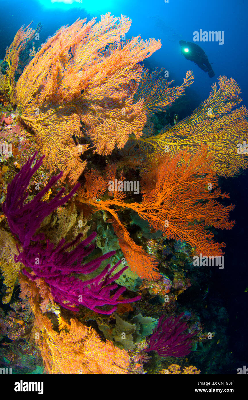 A diver looks on at a very colorful reef near Marovo lagoon, Solomon Islands. Stock Photo