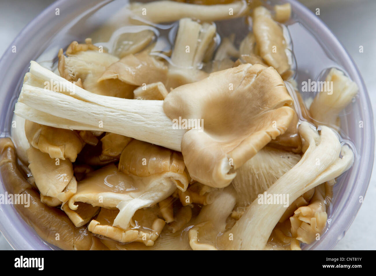 Oyster mushrooms in bowl of water Stock Photo