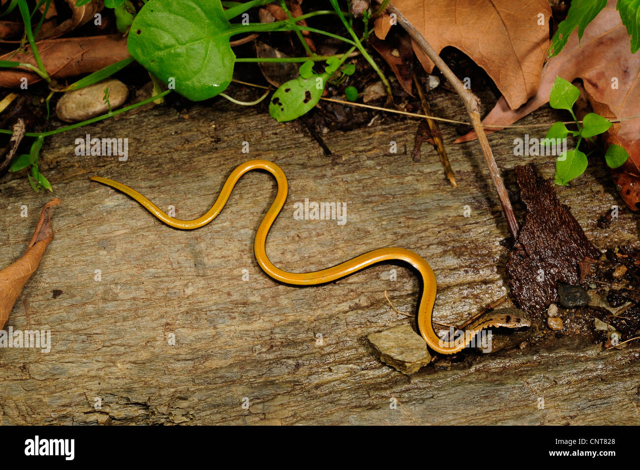 Peloponnese keeled lizard, Peloponnese Slow Worm (Anguis cephallonicus), juvenile, Greece, Peloponnes, Mani Stock Photo