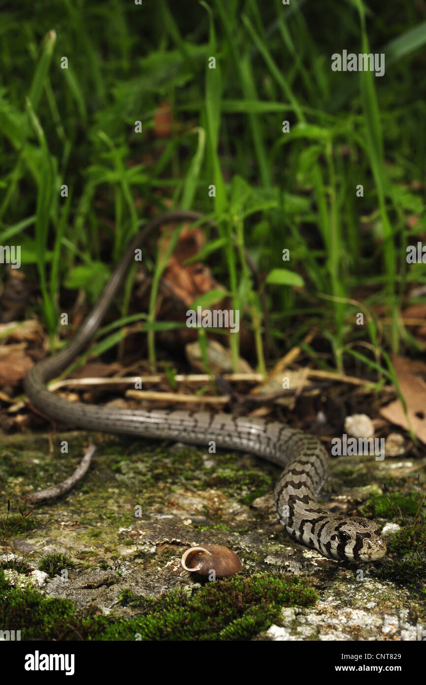 European glass lizard, armored glass lizard (Ophisaurus apodus