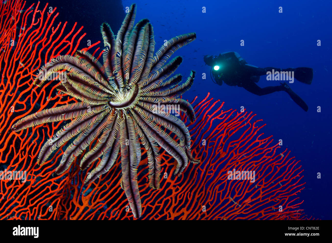 A crinoid on a bright red sea fan with diver in the background, Solomon Islands. Stock Photo