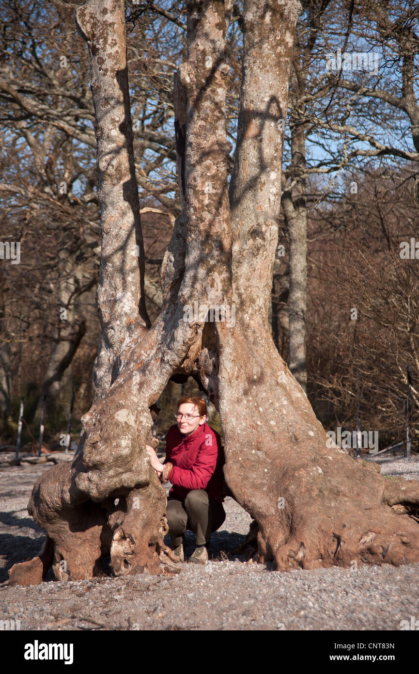 A girl hides inside a tree trunk on the shore of Loch Lomond on the route of the West Highland Way in Scotland Stock Photo