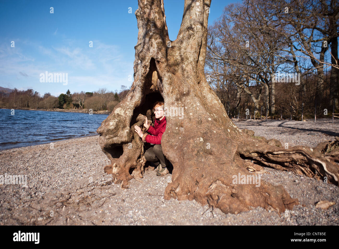A girl hides inside a tree trunk on the shore of Loch Lomond on the route of the West Highland Way in Scotland Stock Photo