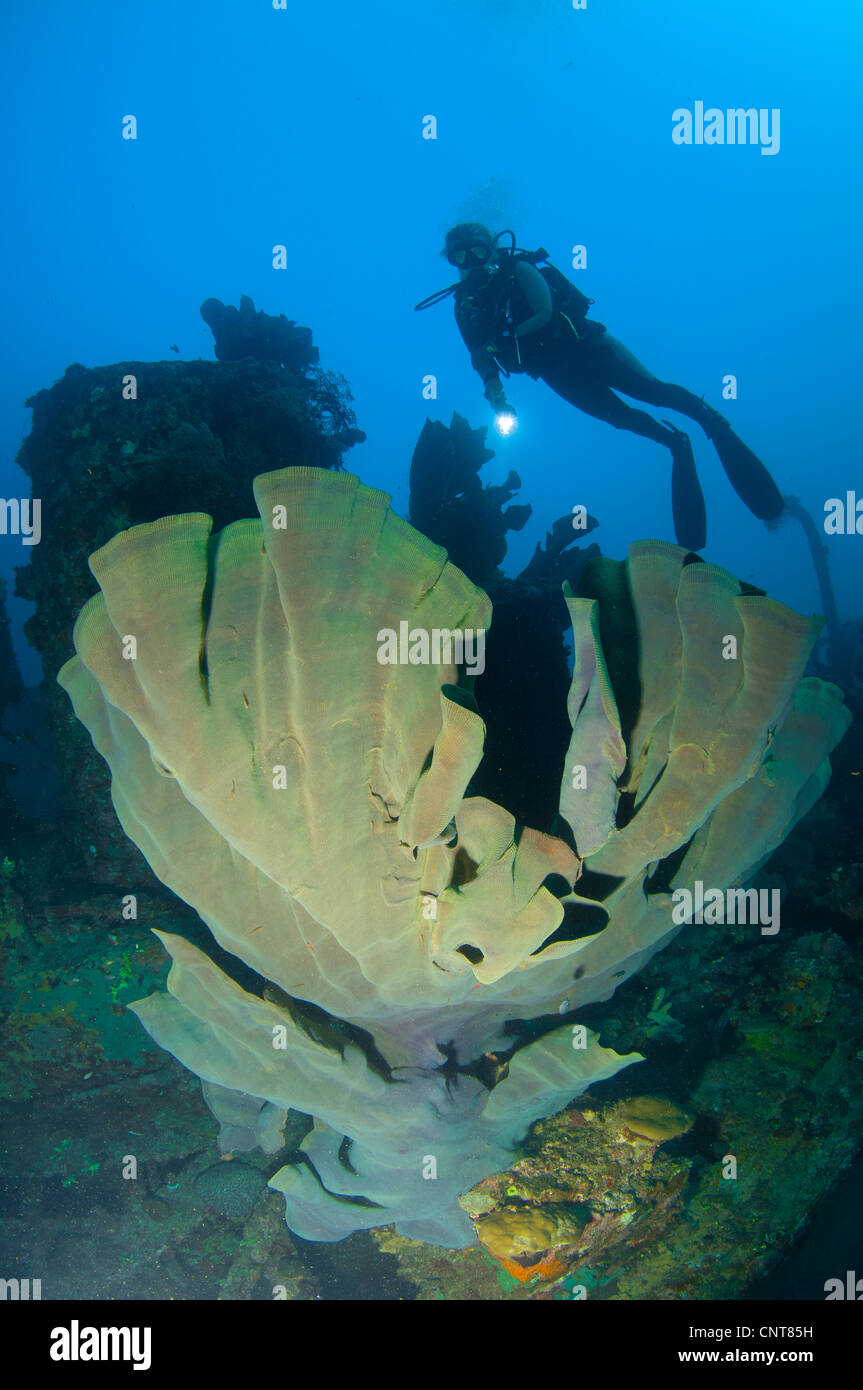 Elephant ear sponge with diver onlooking with torch, Solomon Islands. Stock Photo