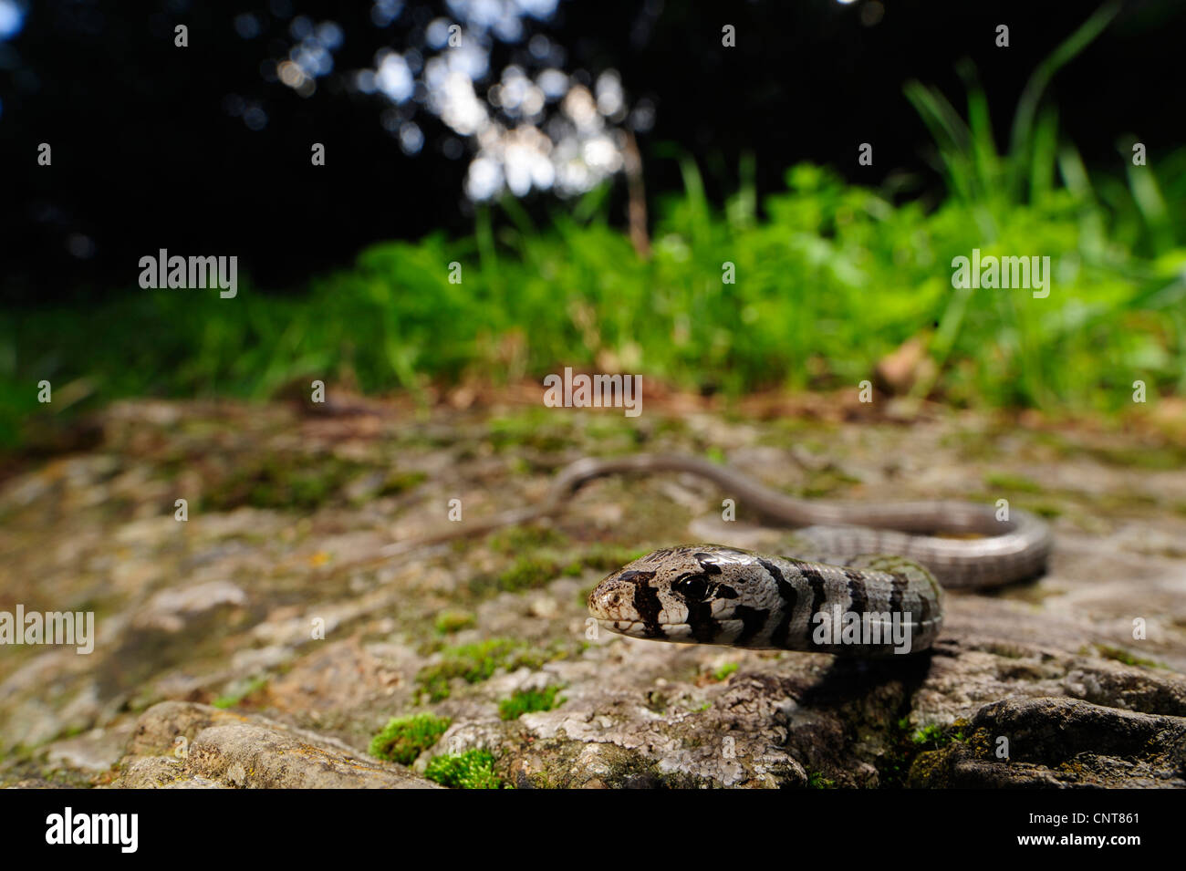 European glass lizard, armored glass lizard (Ophisaurus apodus