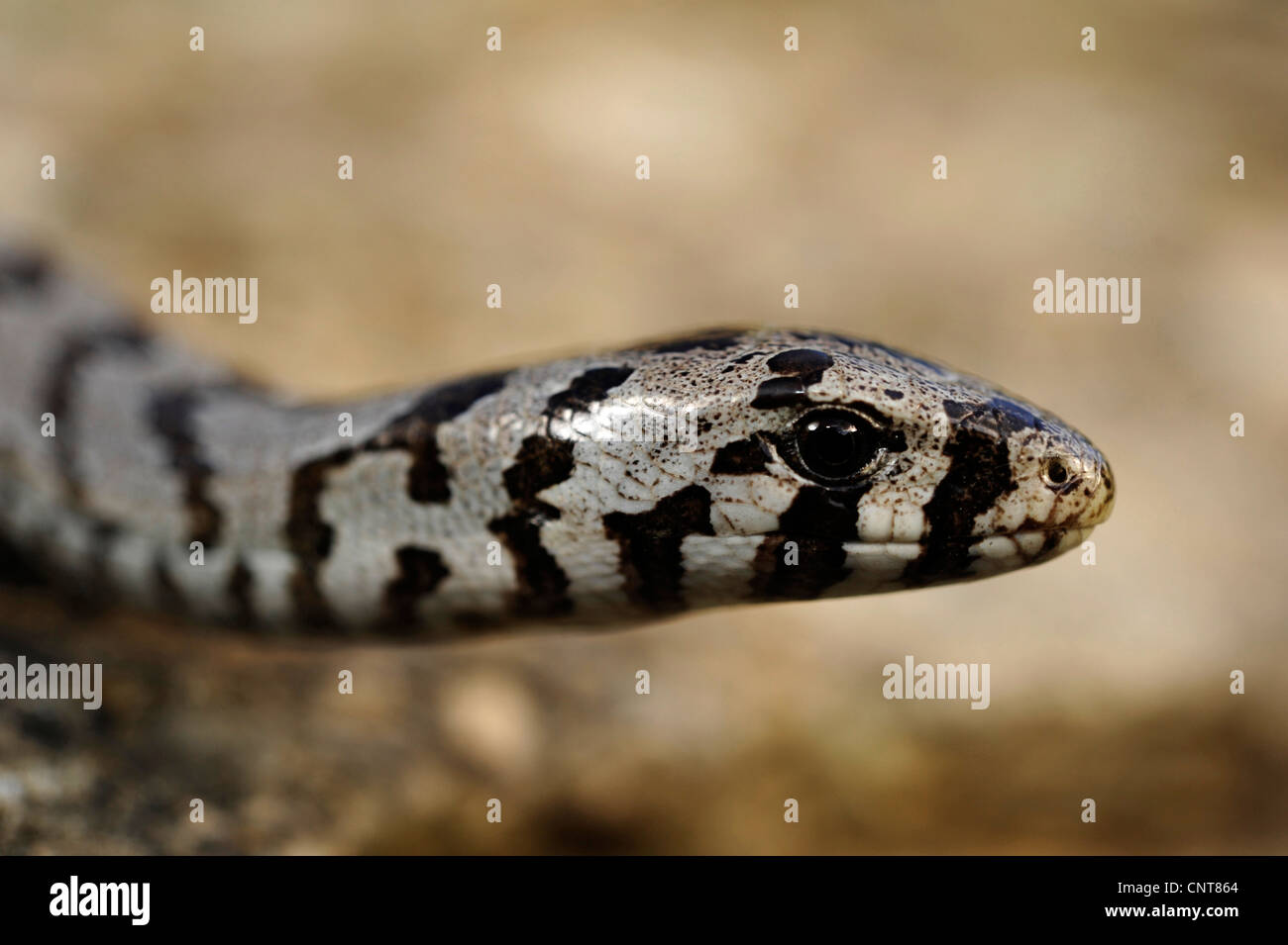 European glass lizard, armored glass lizard (Ophisaurus apodus
