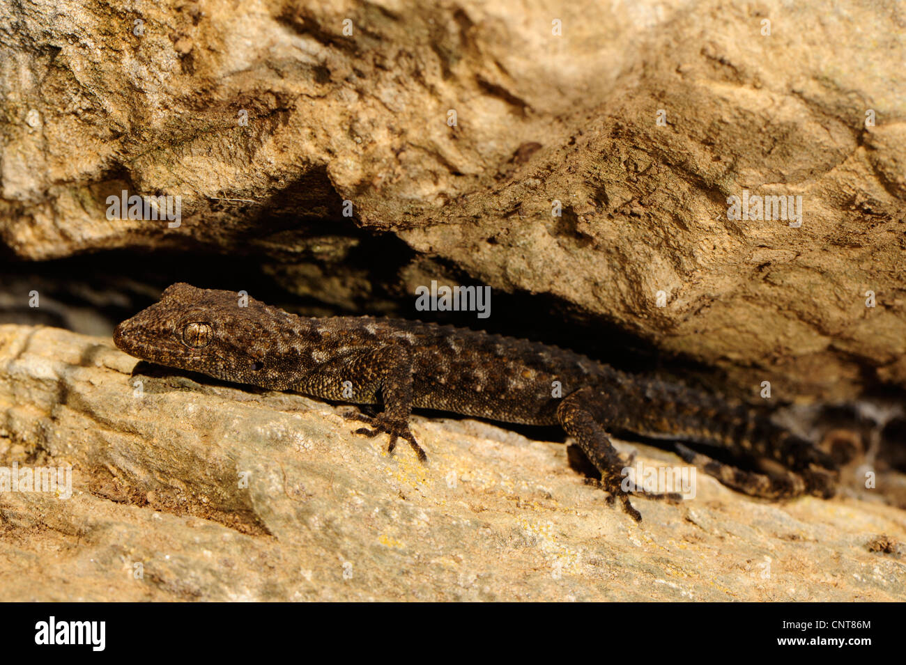 Kotschy's gecko (Mediodactylus kotschyi, Cyrtodactylus kotschyi), gecko between rocks, Greece, Peloponnes, Mani Stock Photo