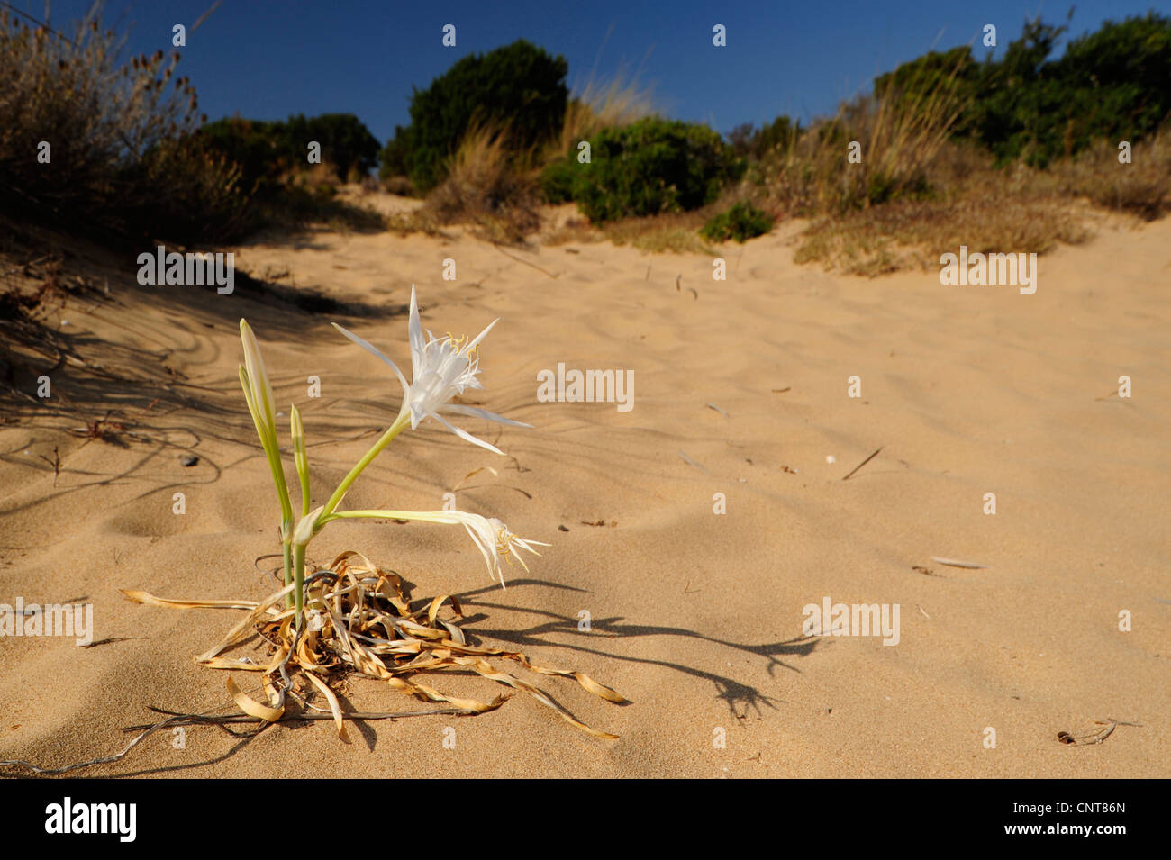 Sea Daffodill (Pancratium maritimum), Sea Daffodill in a dune, Greece, Peloponnes, Messinien Stock Photo