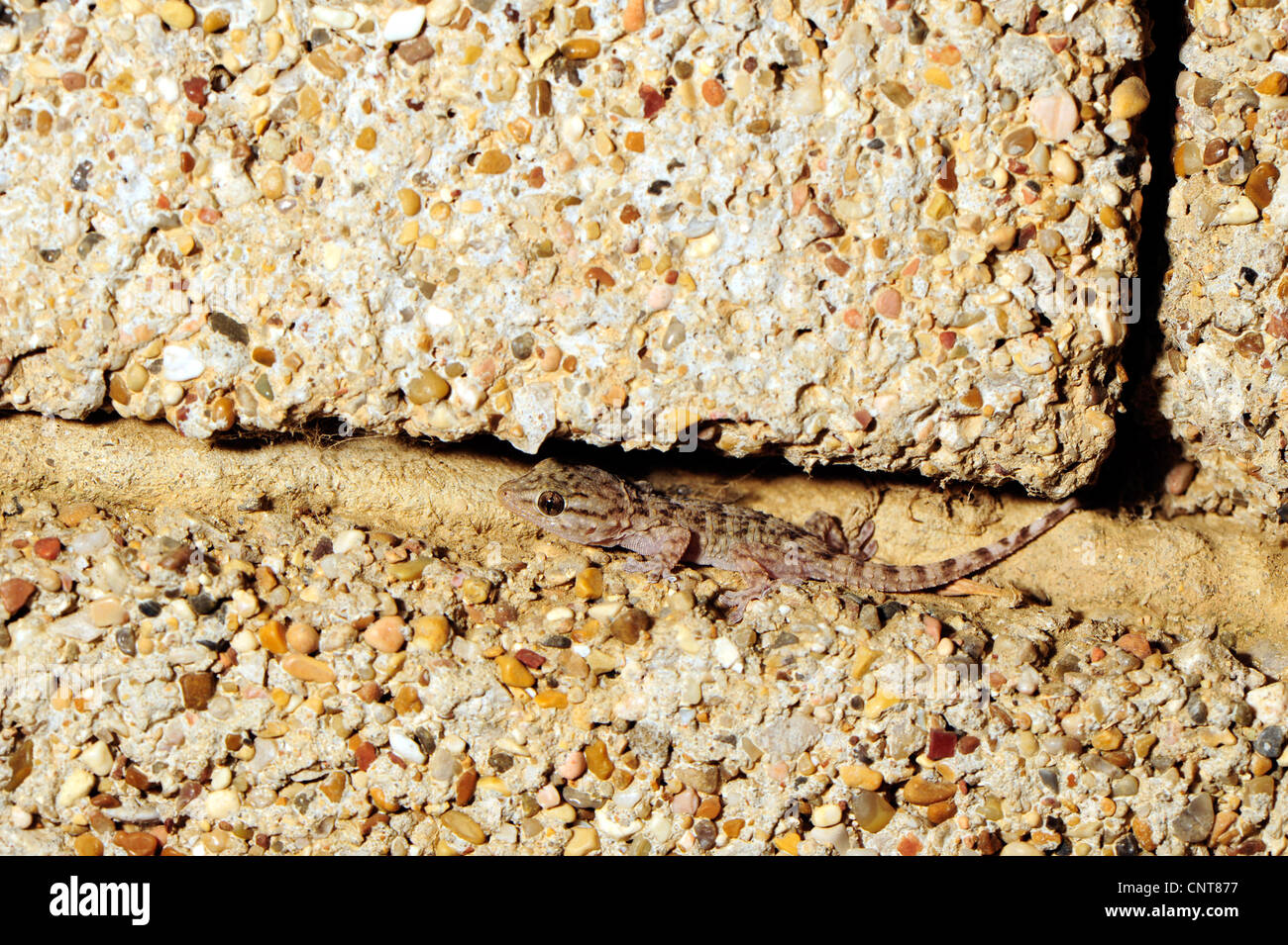 common wall gecko, Moorish gecko (Tarentola mauritanica), young Moorish