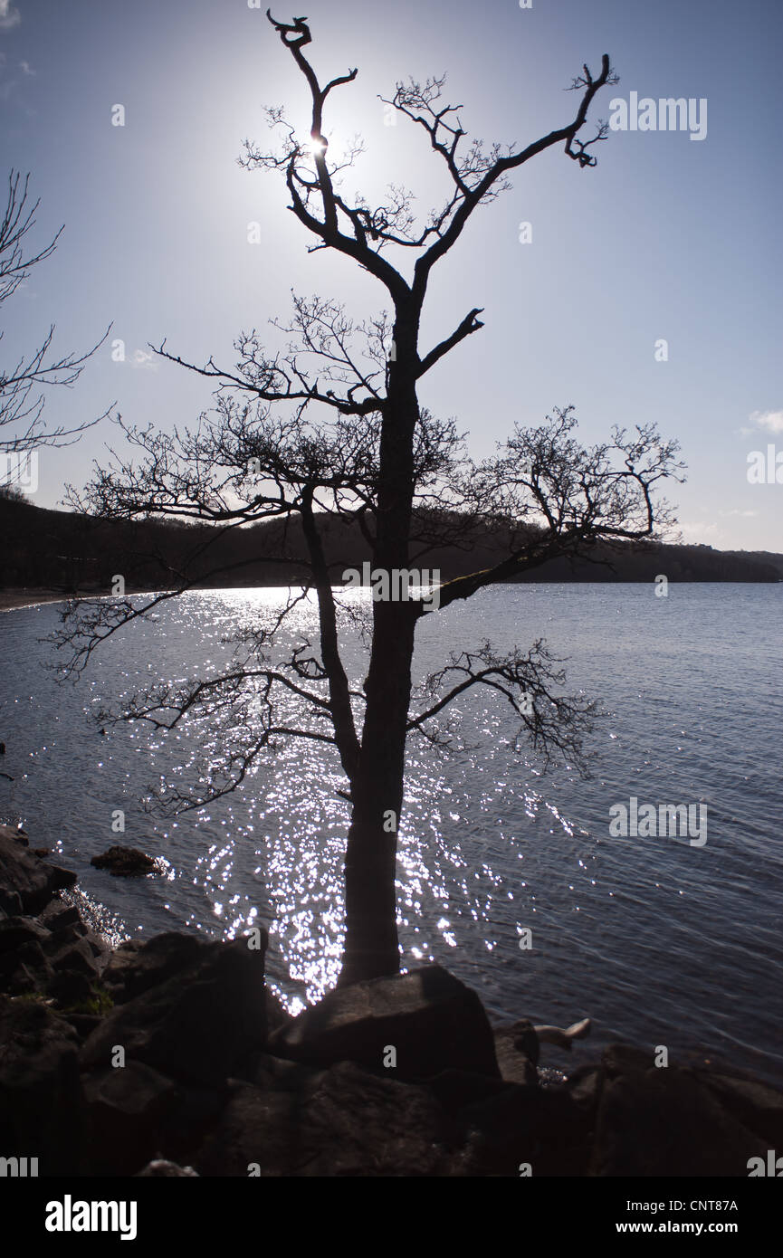 Silhouette of a tree on the shore of Loch Lomond in Scotland on the route of the West Highland Way from Glasgow to Fort Williams Stock Photo