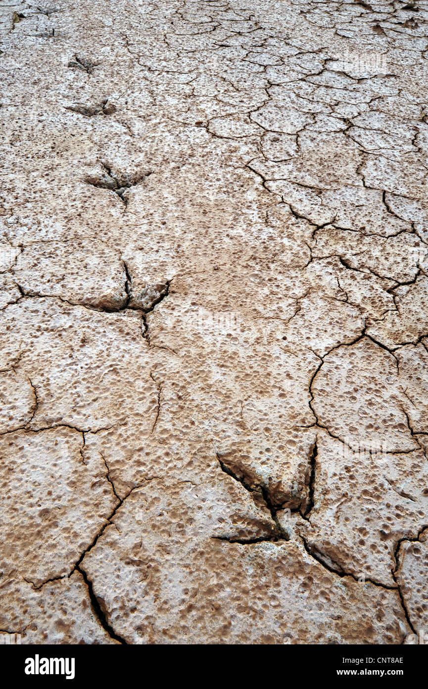 little egret (Egretta garzetta), bird tracks in the dry mud, Greece, Peloponnes, Lagune von Gialova, Gialova Stock Photo