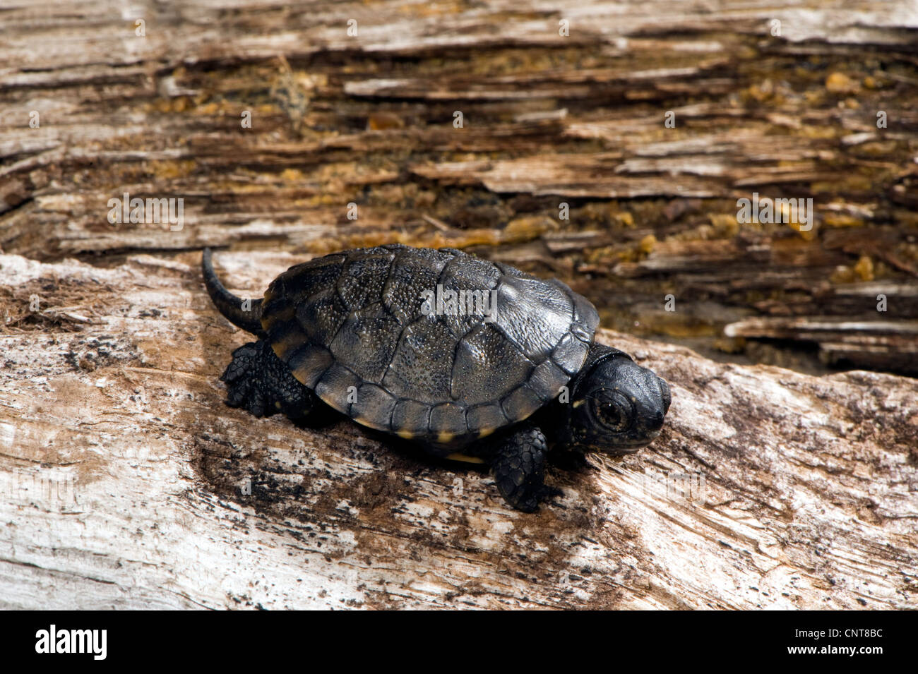 European pond terrapin, European pond turtle, European pond tortoise ...