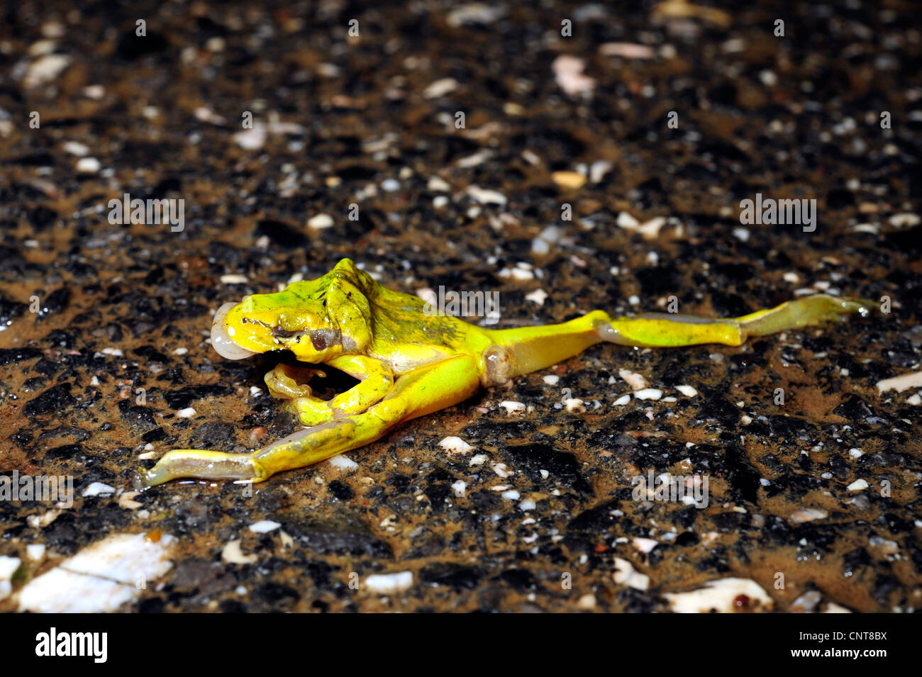 European treefrog, common treefrog, Central European treefrog (Hyla arborea), on a road killed by cars, Greece, Peloponnes, Natura 2000 Area Gialova lagoon, Gialova Stock Photo