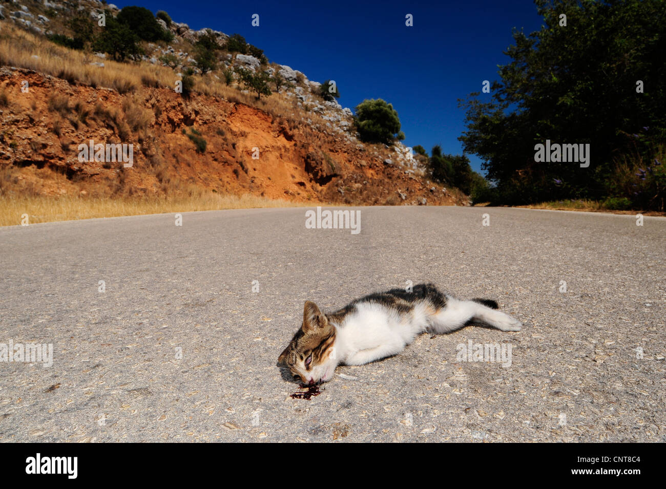 Roadkill Cat