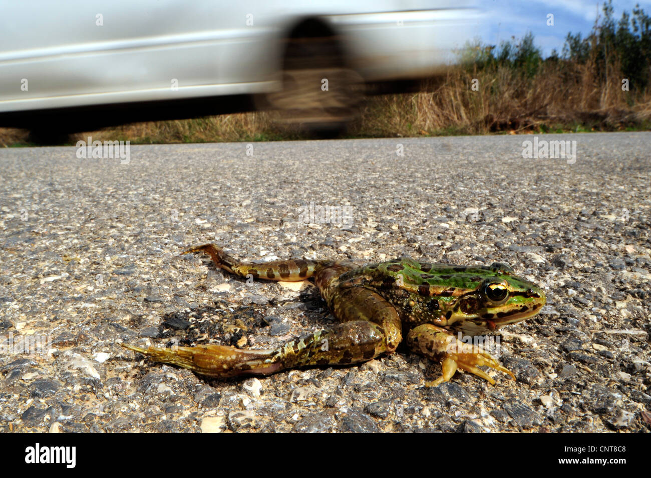 Frog on the street hi-res stock photography and images - Alamy