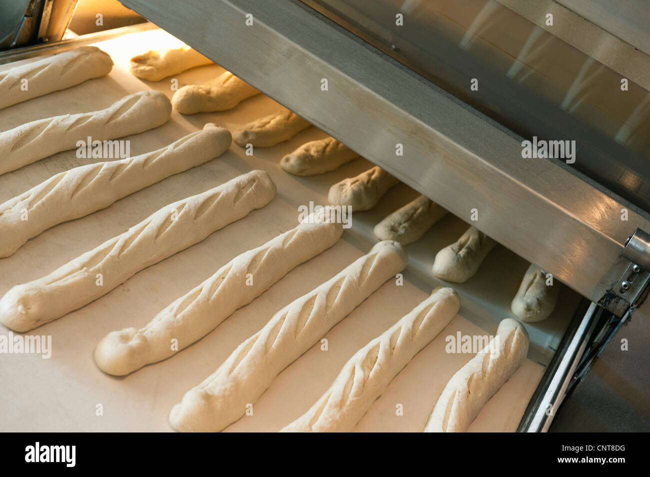 Baguette dough on conveyor belt Stock Photo