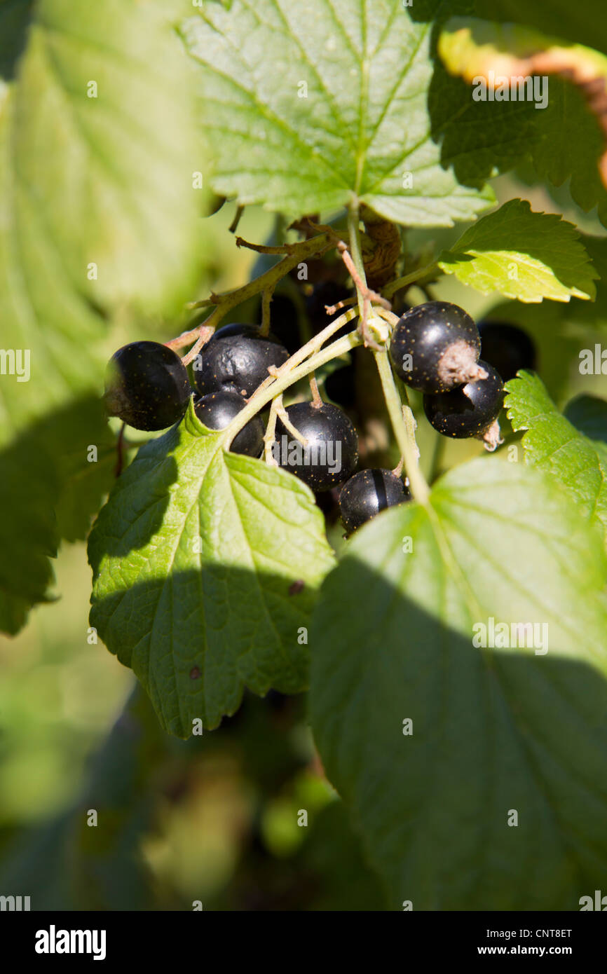 Blackcurrants growing on branch Stock Photo