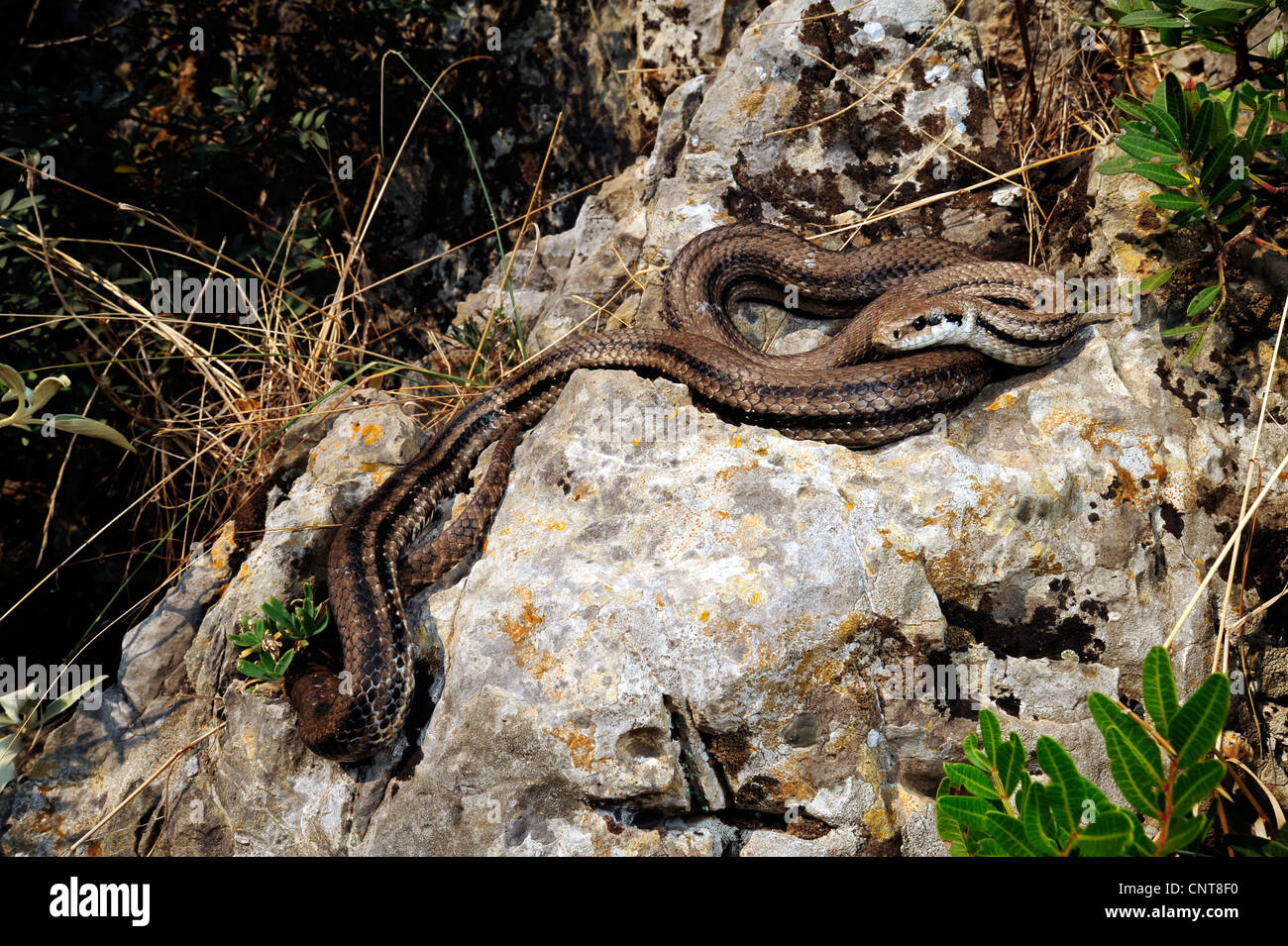 four-lined snake, yellow rat snake (Elaphe quatuorlineata), lying on a rock, Greece, Peloponnes, Natura 2000 Area Gialova Lagune, Gialova Stock Photo