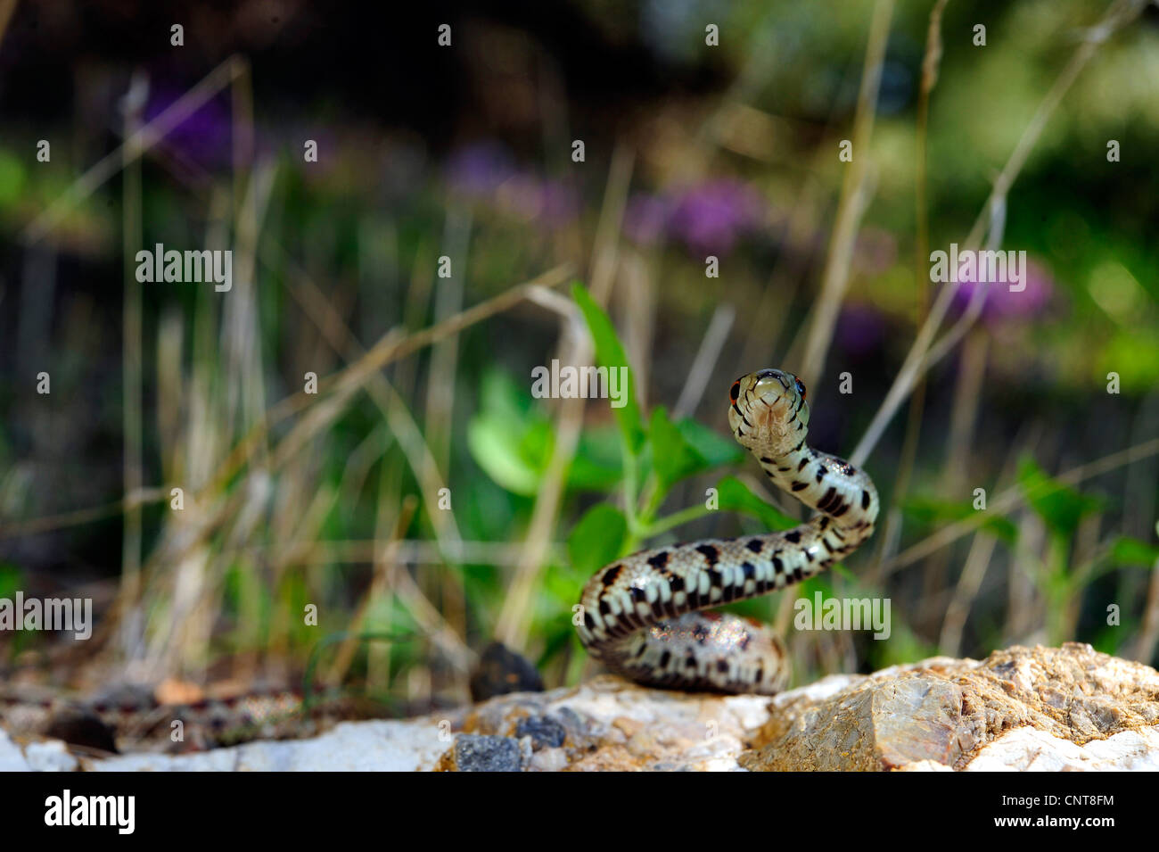 leopard snake (Zamenis situla, Elaphe situla), hunting, Greece, Peloponnes, Natura 2000 Area Gialova Lagune Stock Photo
