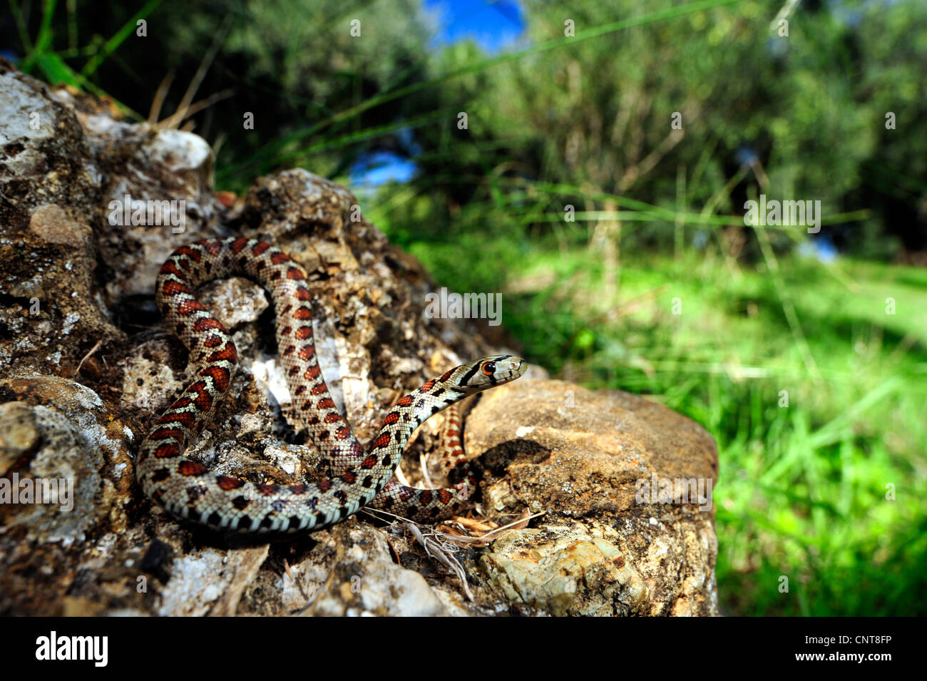 leopard snake (Zamenis situla, Elaphe situla), lying on a rock in an olive grove, Greece, Peloponnes, Natura 2000 Area Gialova Lagune Stock Photo