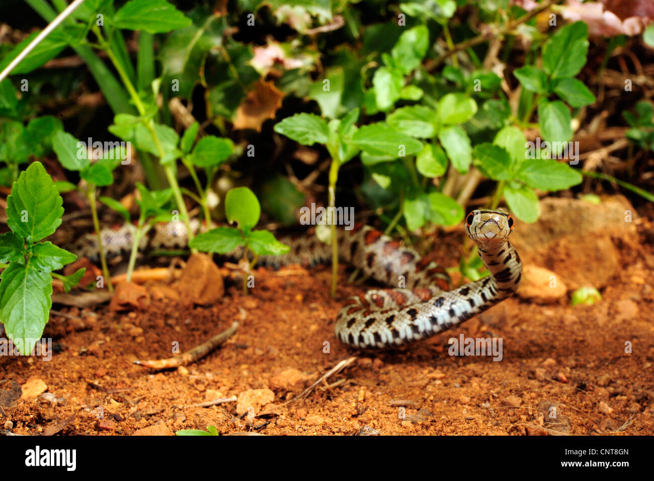 leopard snake (Zamenis situla, Elaphe situla  ), with raised head, Greece, Peloponnes, Natura 2000 Area Gialova Lagune Stock Photo