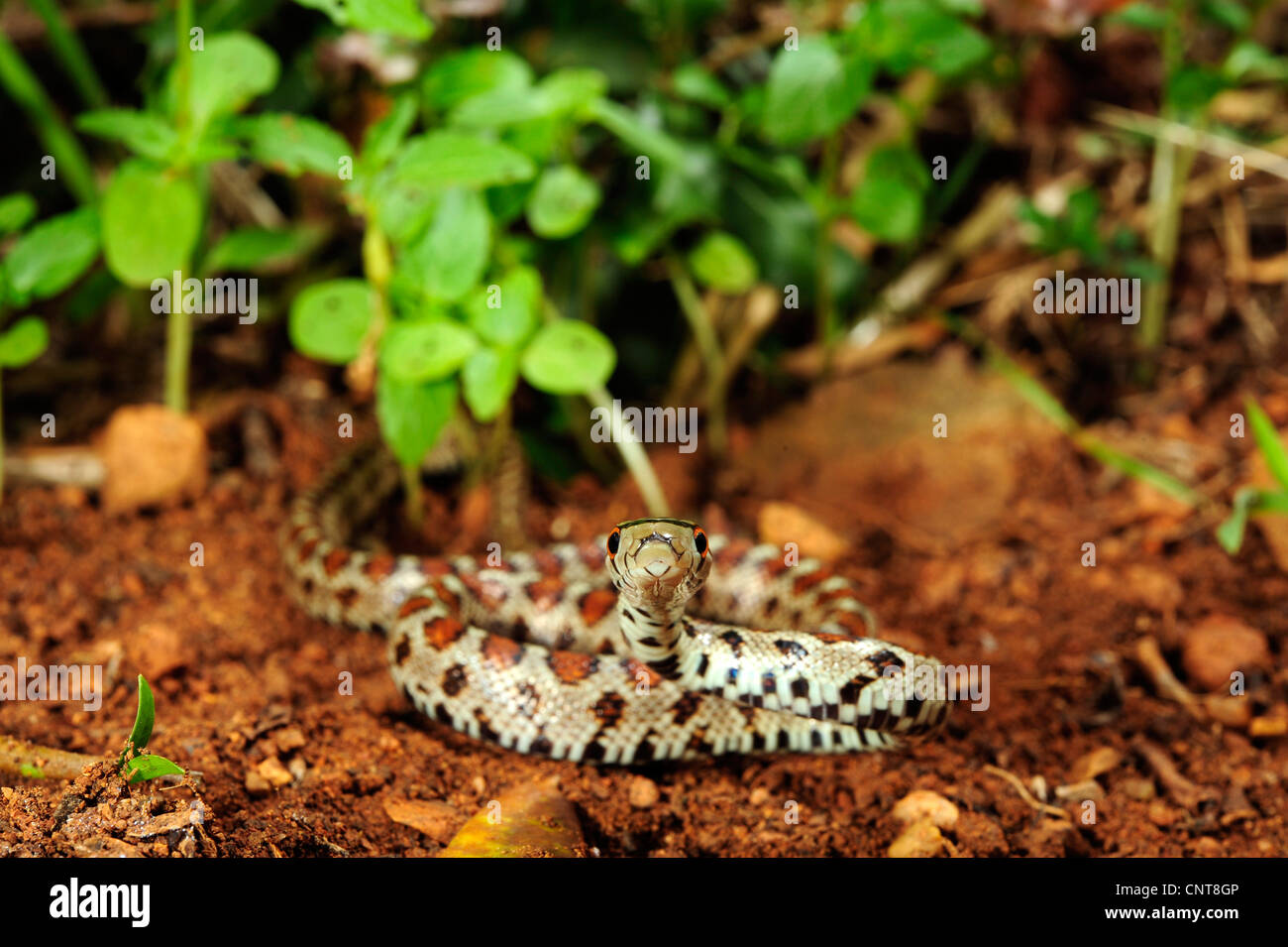 leopard snake (Zamenis situla, Elaphe situla), looking into the camera, Greece, Peloponnes, Natura 2000 Area Gialova Lagune Stock Photo