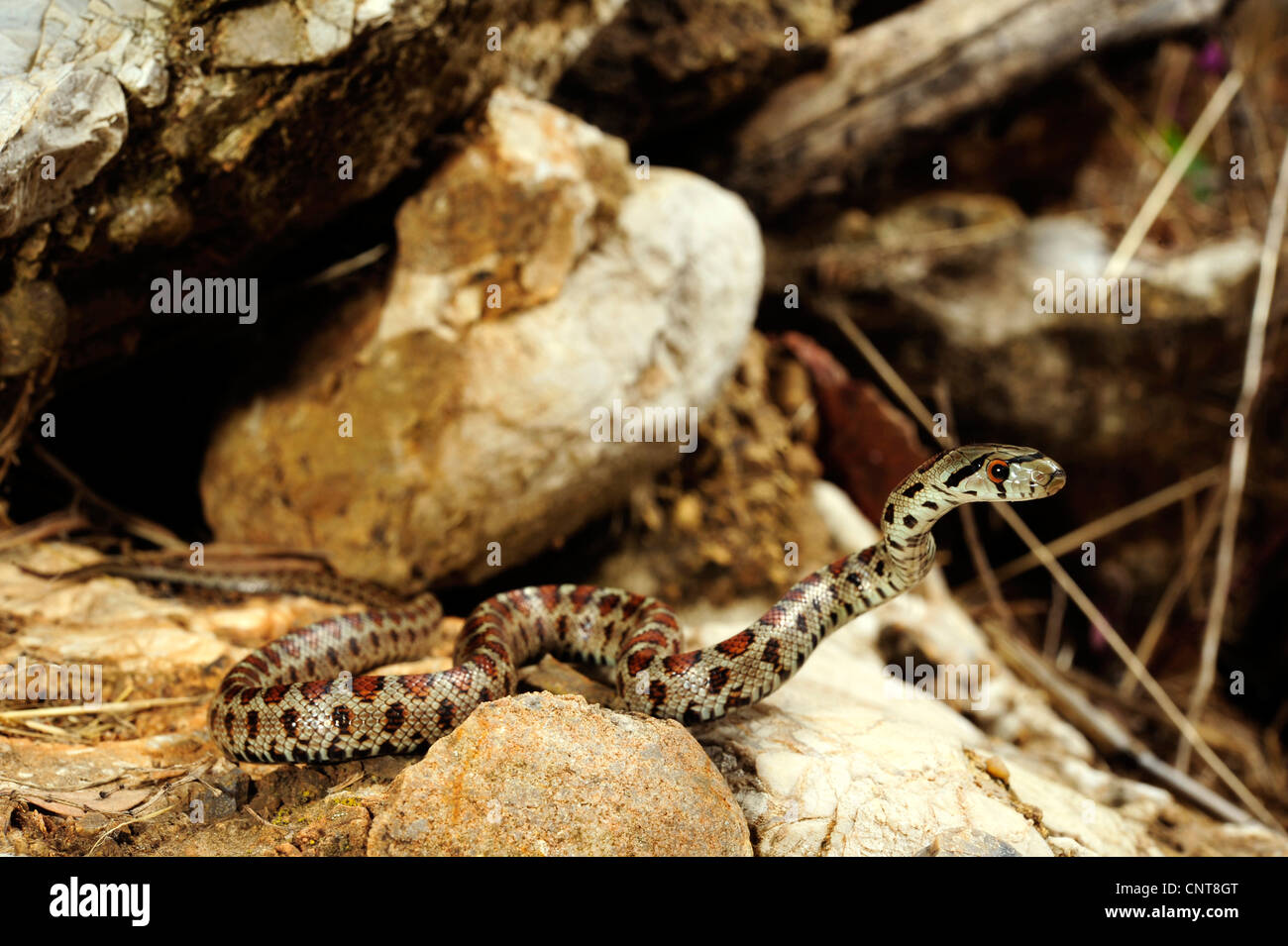 leopard snake (Zamenis situla, Elaphe situla), searching for prey, Greece, Peloponnes, Natura 2000 Area Gialova Lagune Stock Photo