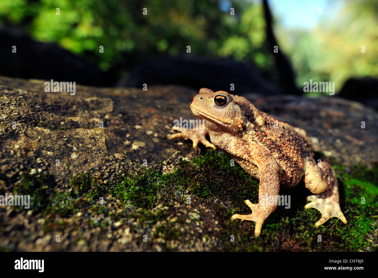 European common toad (Bufo bufo spinosus), sitting on a slope, Greece