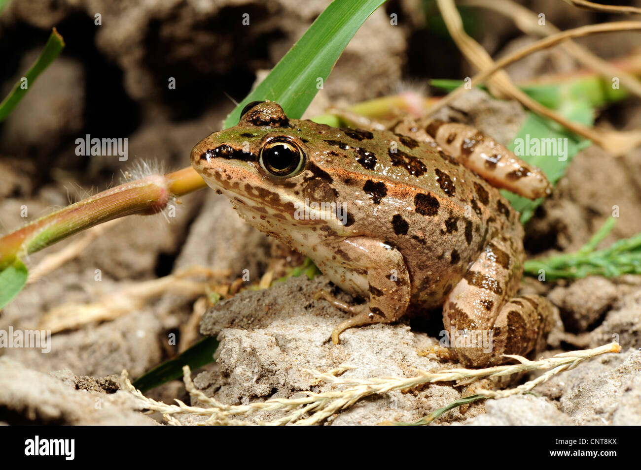 Western Greek March Frog (Pelophylax epeiroticus, Rana epeirotica ), in