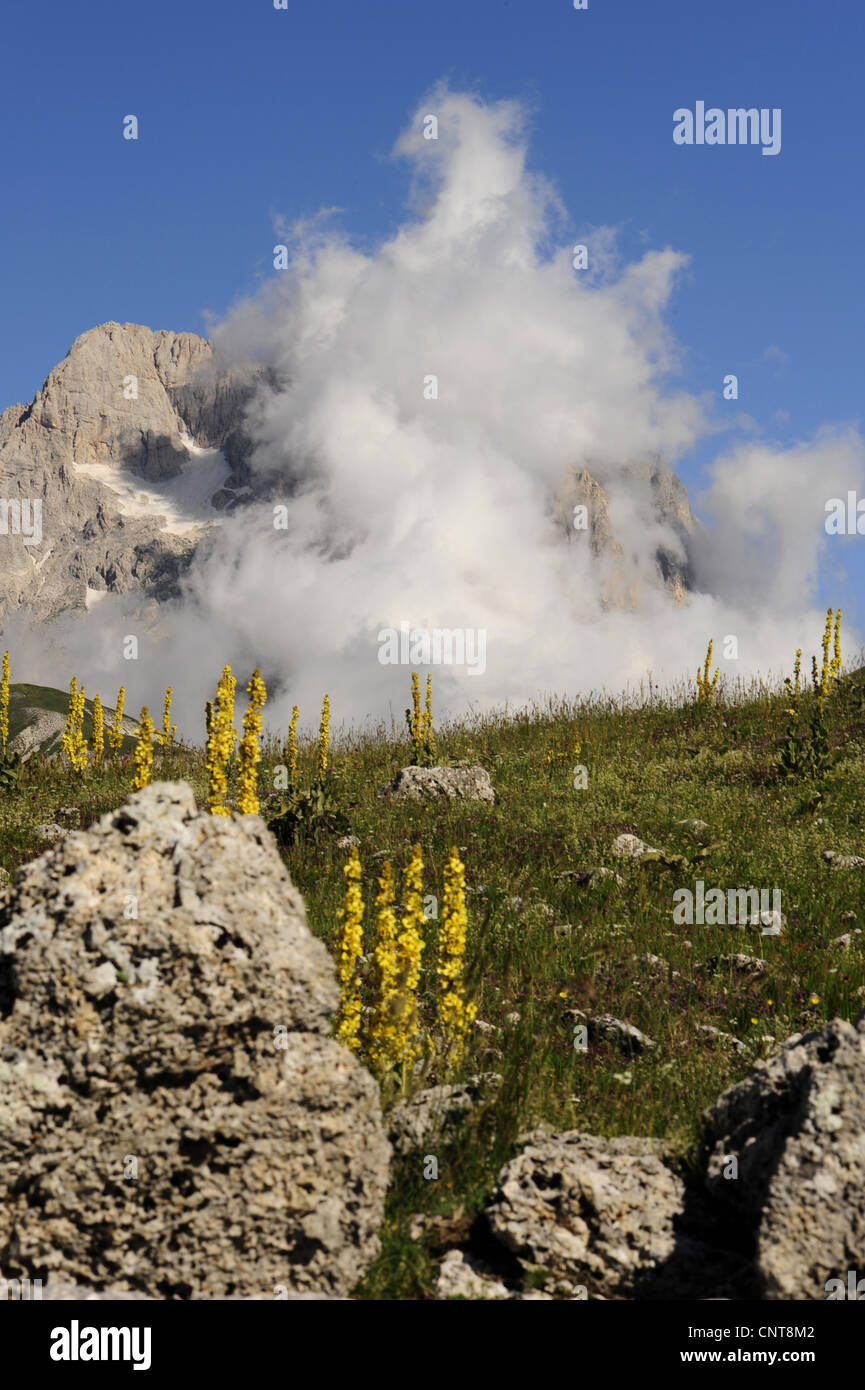 mullein (Verbascum spec.), montain landscape with mulleins, Italy, Nationalpark Abruzzen Stock Photo