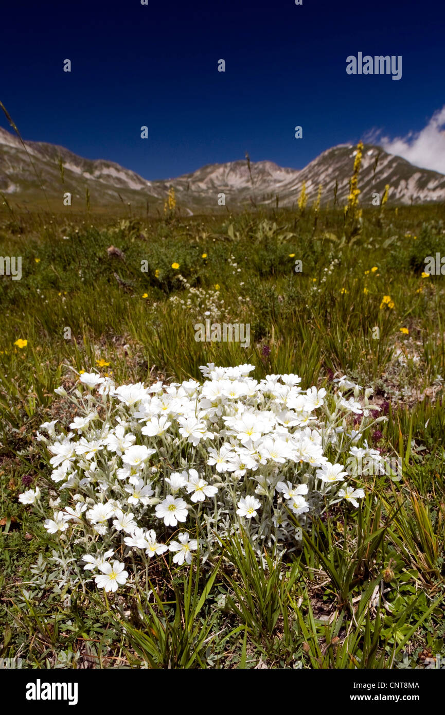 Cerastium tomentosum s.l. (Cerastium tomentosum s.l.), blooming, Italy, Nationalpark Abruzzen Stock Photo
