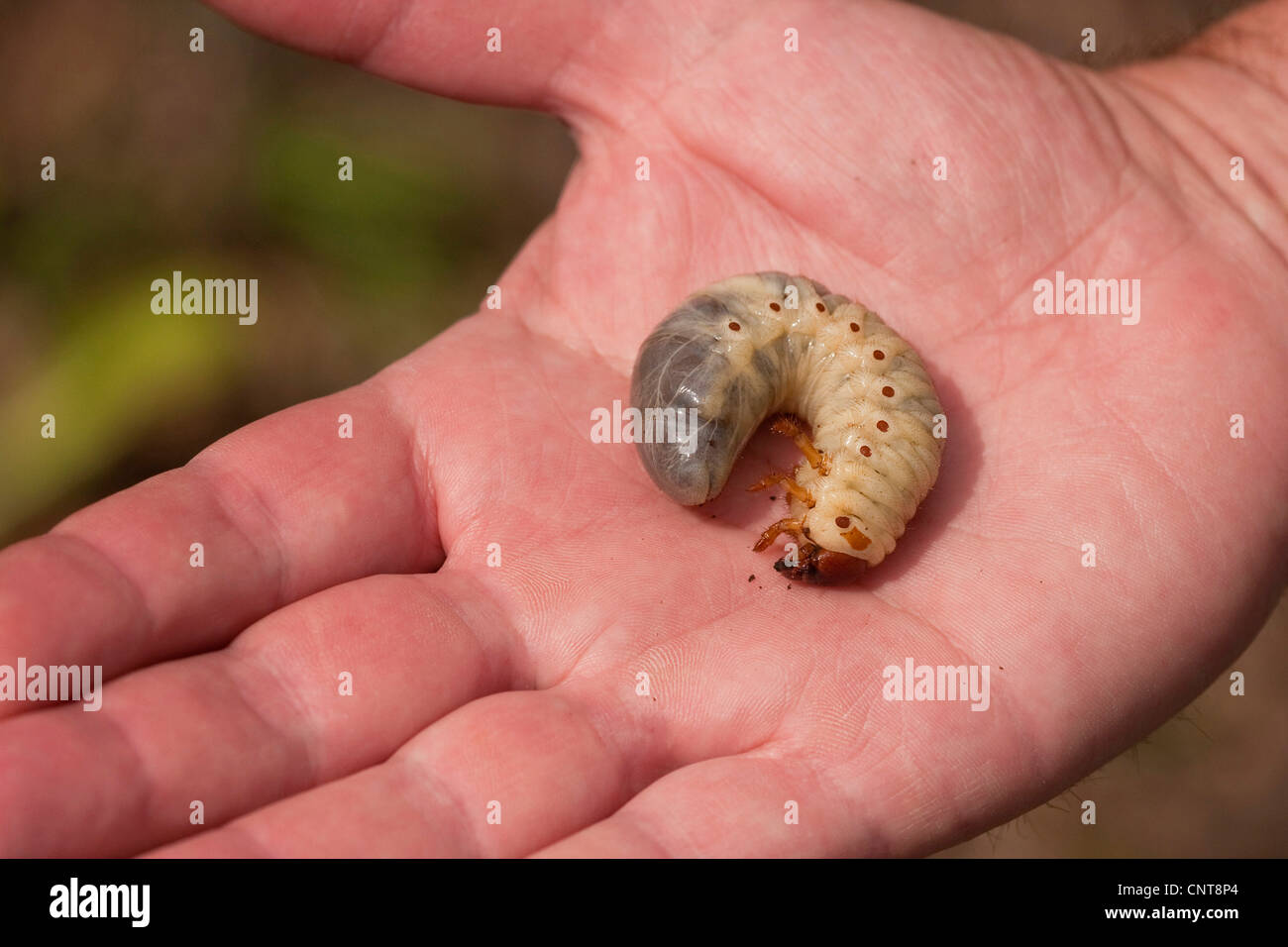 European rhinoceros beetle (Oryctes nasicornis), larva in a man's hand, Germany, Rhineland-Palatinate Stock Photo