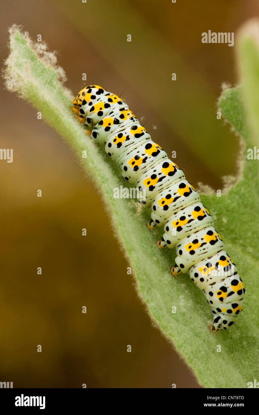 Mullein moth, Mullein caterpillar (Cucullia verbasci, Shargacucullia verbasci), caterpillar feeding on leaf, Germany, Rhineland-Palatinate Stock Photo